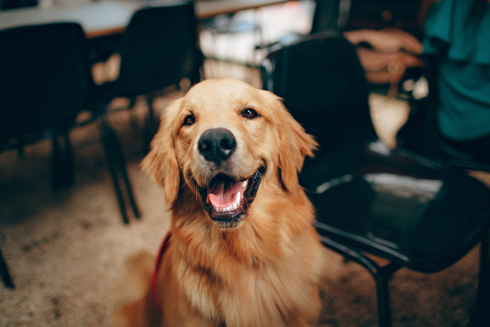 Happy golden retriever