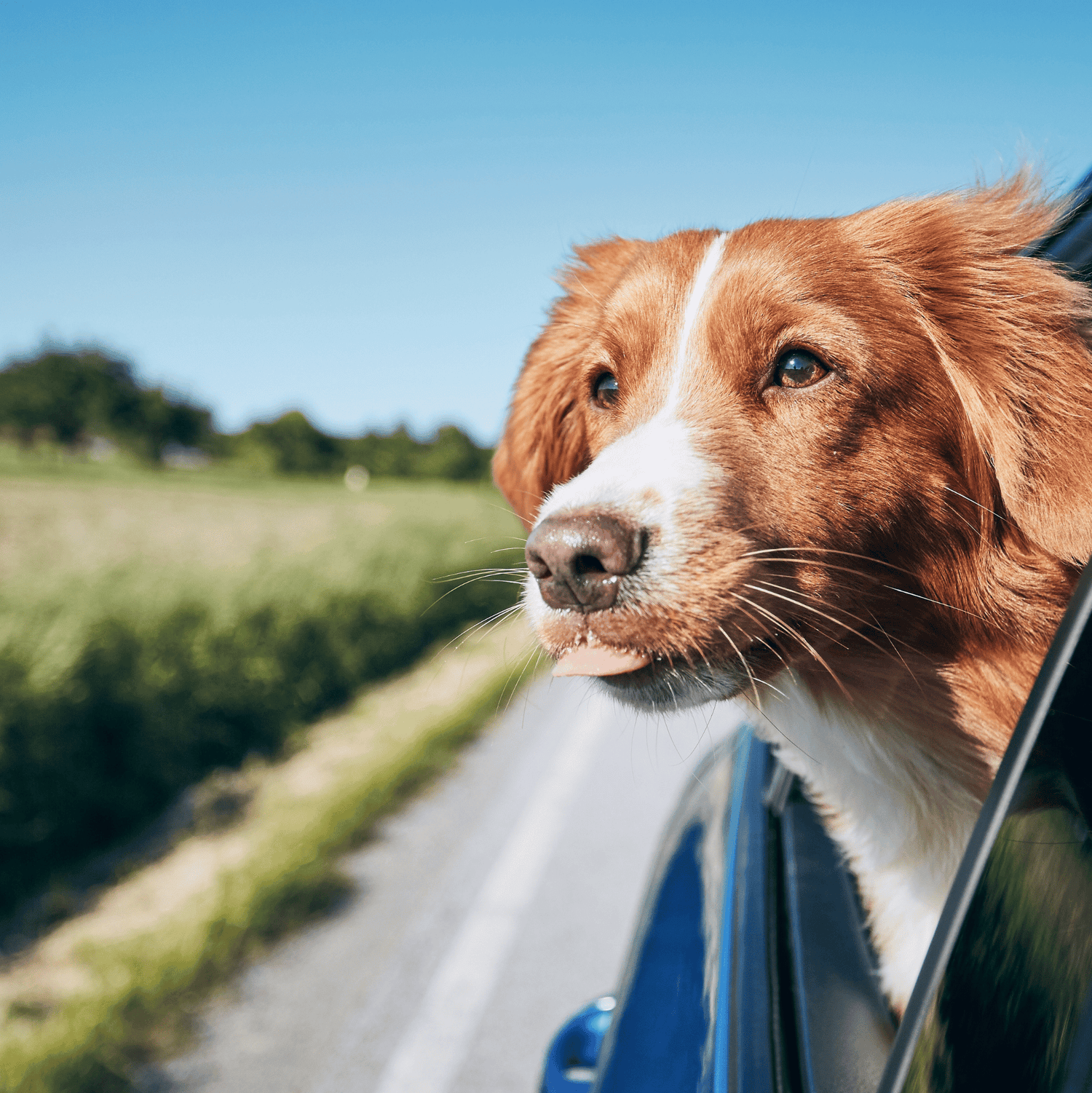 Traveling with Pets: Essential Grooming Tips - Pet-FX