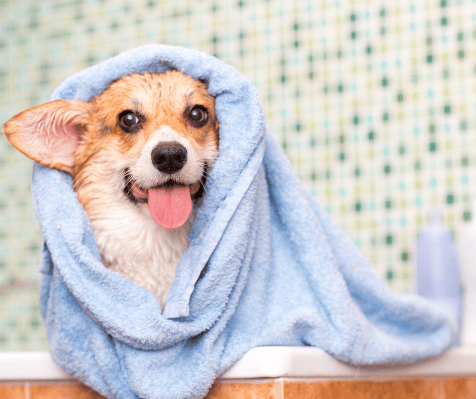 The Importance of Regular Pet Grooming: A Comprehensive Guide - Pet-FX