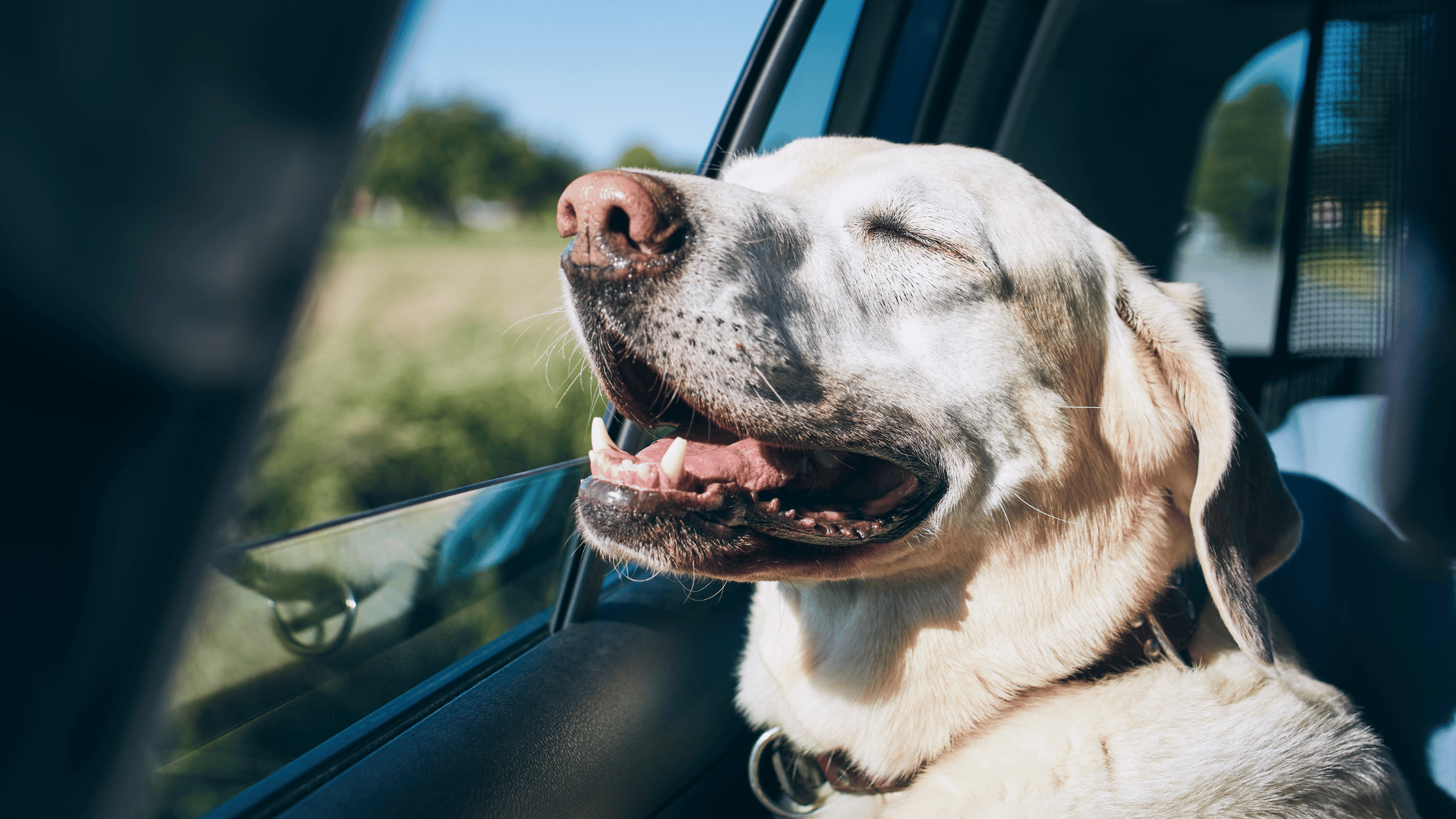 Pet Travel Guide: How to Make Road Trips Enjoyable for Your Dog - Pet-FX