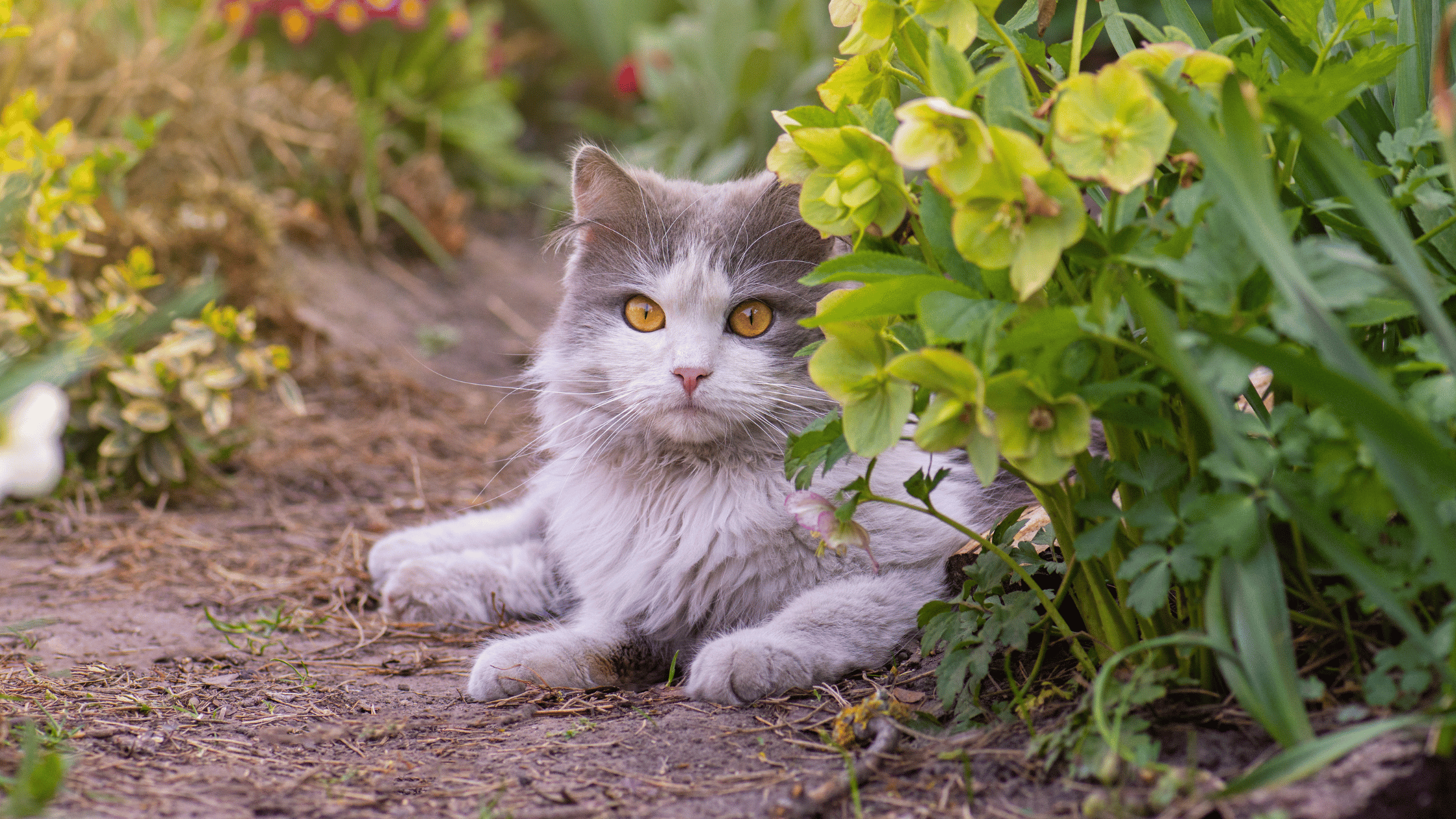 Pet-Friendly Gardening: Safe Plants and Toxic Ones to Avoid - Pet-FX