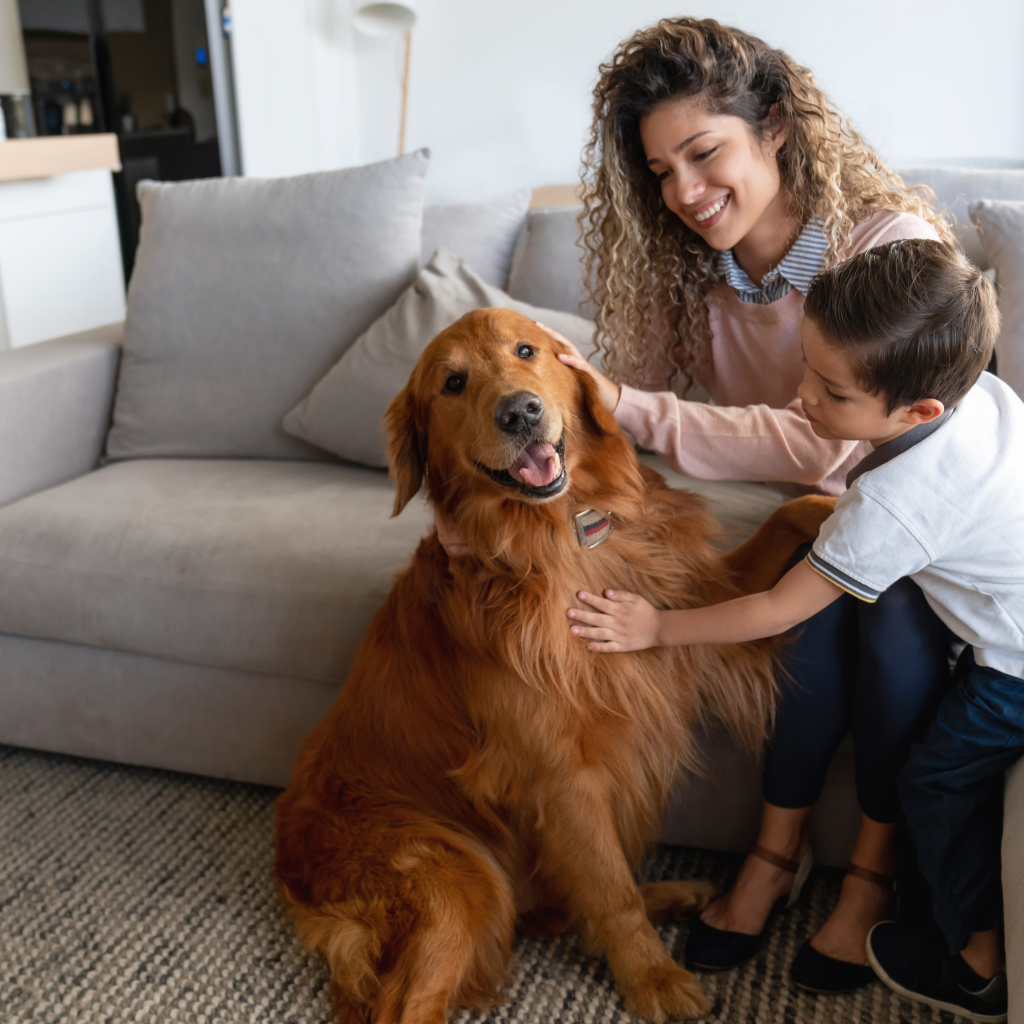 The Ultimate Checklist for a Pet Odor-Free Home - Pet-FX