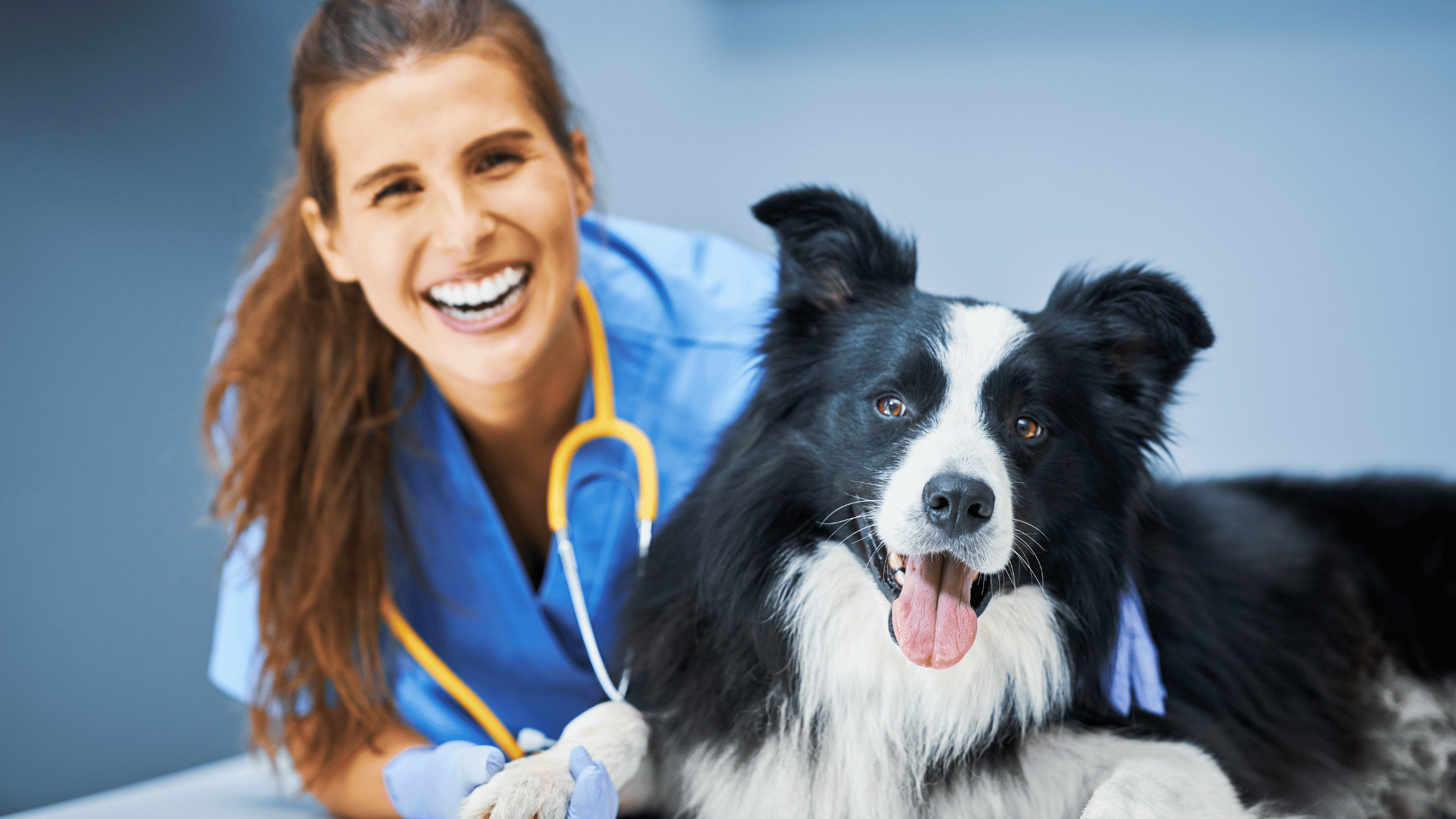 The Importance of Regular Veterinary Check-ups for Your Pets - Pet-FX