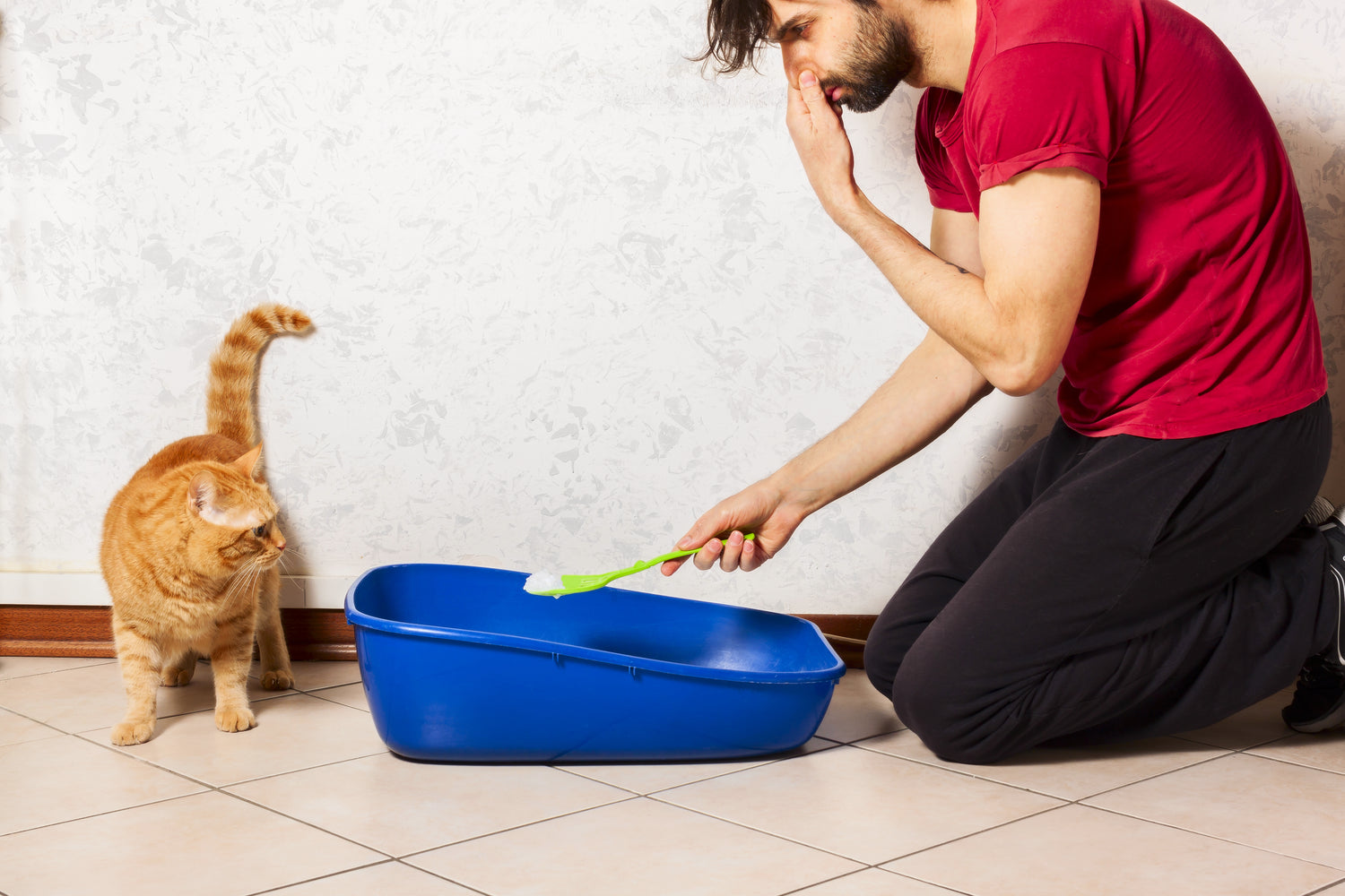 How to Clean a Litter Box